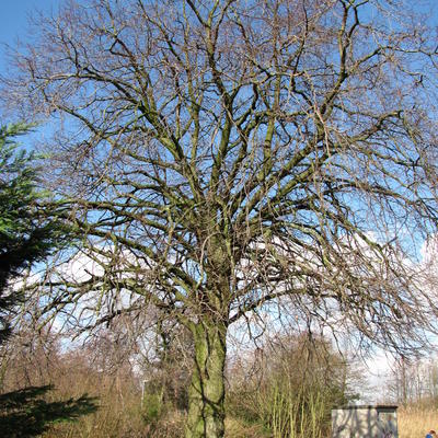 Linde, Winterlinde - Tilia cordata