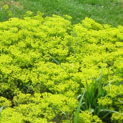 Wolfsmelk - Euphorbia cyparissias