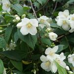 Boerenjasmijn - Philadelphus coronarius