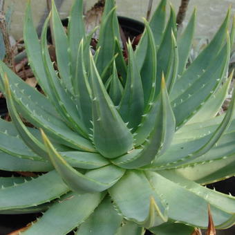 Pa salto Gietvorm Spiraalaloë, Kroonaalwyn - Aloe polyphylla