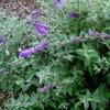 Vlinderstruik - Buddleja davidii ’Nanho Blue’ 