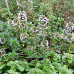 Thymus serpyllum 'Coccineus' - Kruiptijm