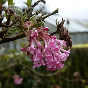 Viburnum x bodnantense 'Dawn'