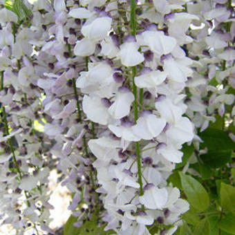 Wisteria floribunda 'Kimono'