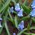 Muscari azureum