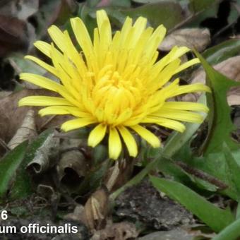 Taraxacum officinalis