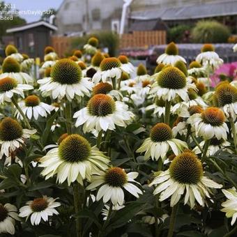 Echinacea purpurea 'Primadonna White'