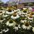 Echinacea purpurea 'Primadonna White'