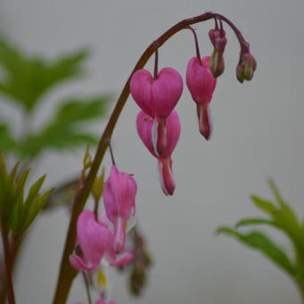 Lamprocapnos spectabilis