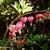 Lamprocapnos spectabilis