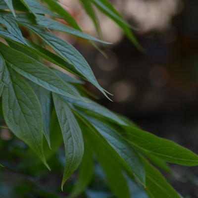 Himalayapioen - Paeonia emodi 