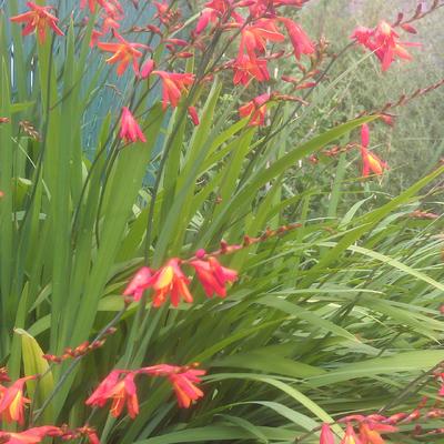 Crocosmia x crocosmiiflora - Montbretia