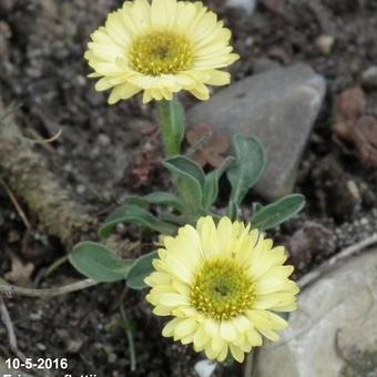 Erigeron flettii