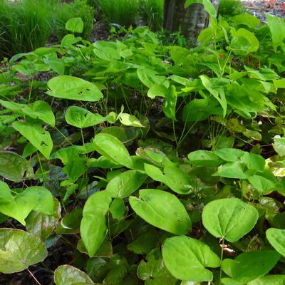 Elfenbloem - Epimedium warleyense