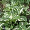 Hartlelie / funkia - Hosta 'Undulata Mediovariegata'