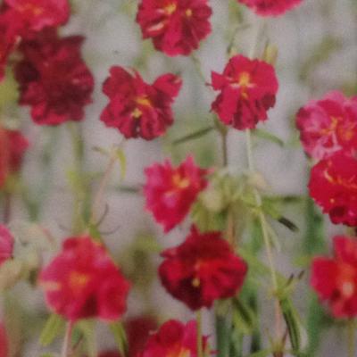 Zonneroosje - Helianthemum 'Cerise Queen'