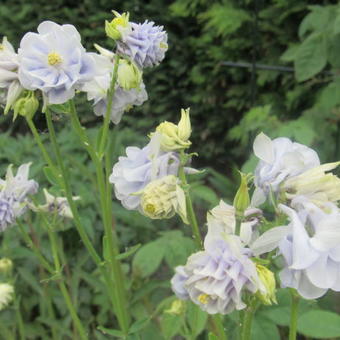 Aquilegia vulgaris var. flore-pleno 'Tower Light Blue'