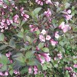 Weigela florida 'Foliis Purpureis' - Weigelia - Weigela florida 'Foliis Purpureis'