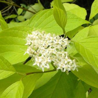 Cornus alba 'Aurea'