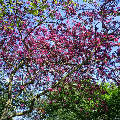 Sierappel - Malus 'Liset' 