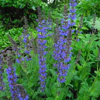 Salvia x sylvestris 'Mainacht'