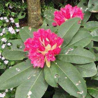 Rhododendron 'Germania'