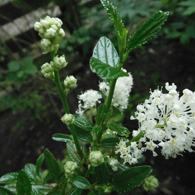 Amerikaanse sering - Ceanothus thyrsiflorus 'Millerton Point'