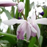 Bletilla striata 'Roseum' - Aardorchidee, Hyacint-orchidee