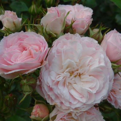 Roos - Rosa 'Bouquet Parfait'