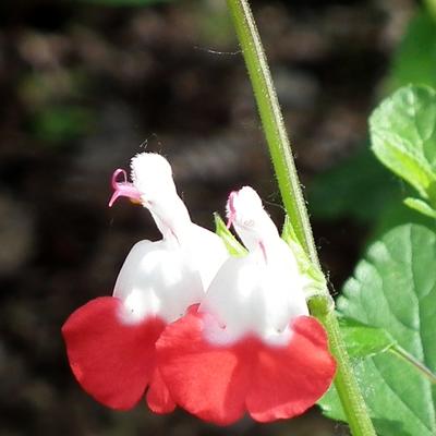 Salie, struiksalie - Salvia x jamensis 'Hot Lips'