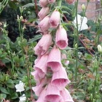 Digitalis x mertonensis