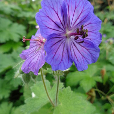 Ooievaarsbek - Geranium platypetalum 'Turco'