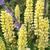 Lupinus russell 'Chandelier'