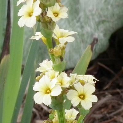 Bieslelie / blauwogengras - Sisyrinchium striatum