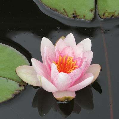 Waterlelie  - Nymphaea 'Fabiola'