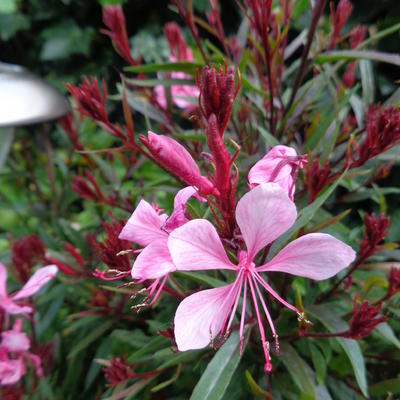 Prachtkaars - Gaura lindheimeri 'Crimson Butterflies'