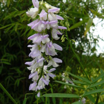 Galega officinalis