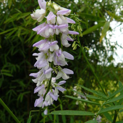 Geitenkruid, Geitenruit - Galega officinalis