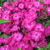 Phlox paniculata 'Velvet FLAME