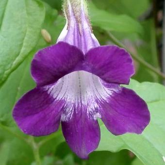 Maurandya scandens