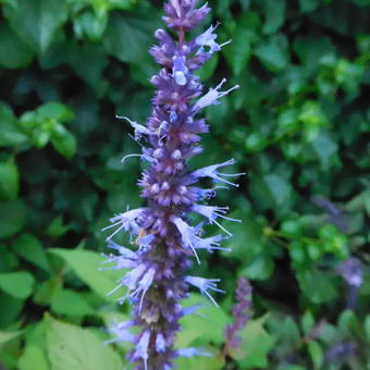 Agastache rugosa 'After Eight'