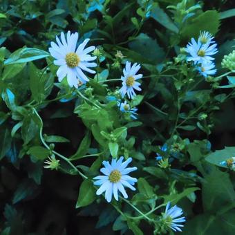 Kalimeris incisa 'Blue Star'