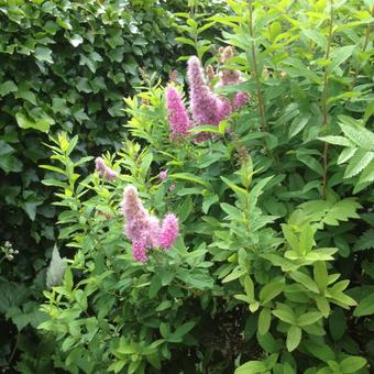 Spiraea x billiardii