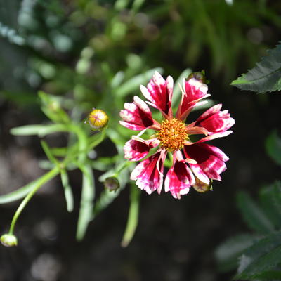 Meisjesogen - Coreopsis 'Ruby Frost'