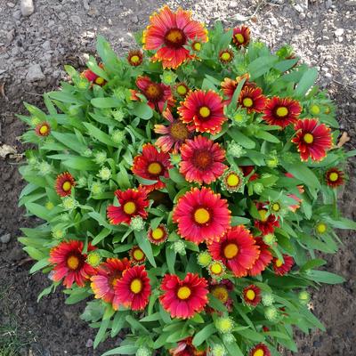 Kokardebloem - Gaillardia x grandiflora 'Arizona Red Shades'