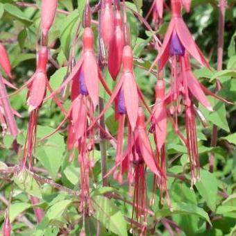 Fuchsia regia subsp. regia