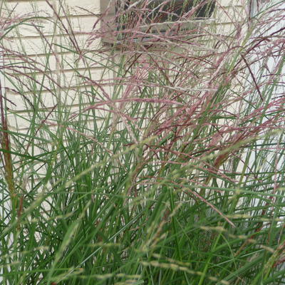 Prachtriet - Miscanthus sinensis 'Kleine Fontäne'