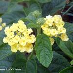 Lantana camara 'LUCKY Yellow' - Wisselbloem, Bourbontje