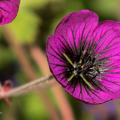 Ooievaarsbek - Geranium 'Sandrine'