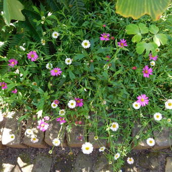 Erigeron karvinskianus